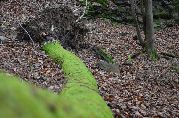 Alt und jung auf dem Rotweinwanderweg © entdecker-greise.de