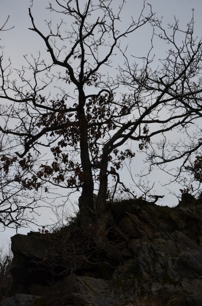 Baumwuchs Rotweinwanderweg © entdecker-greise.de