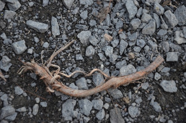 Fundstücke auf dem Rotweinwanderweg © entdecker-greise.de