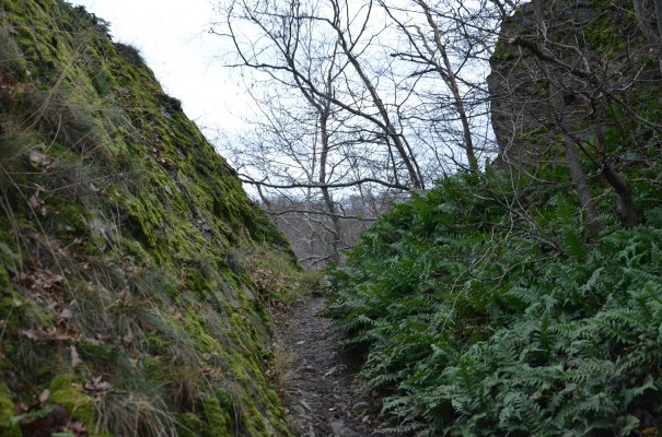 Naturschönheit Rotweinwanderweg © entdecker-greise.de