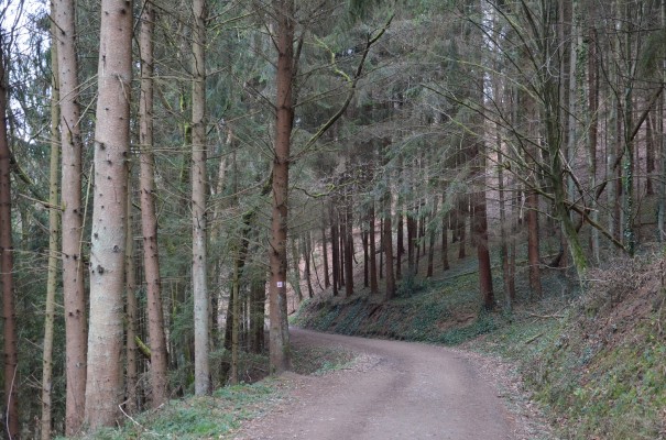 Waldabschnitt Rotweinwanderweg © entdecker-greise.de