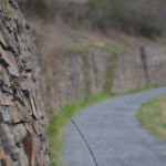 Abenteuer Rotweinwanderweg © entdecker-greise.de