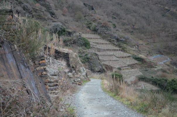 Weinanbaugebiet Rotweinwanderweg © entdecker-greise.de