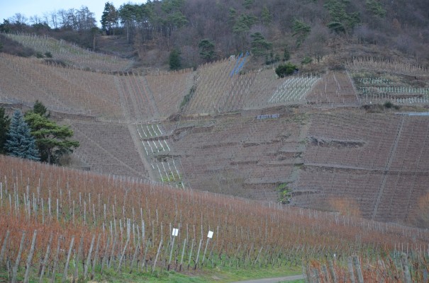 Weinberge wohin das Auge blickt © entdecker-greise.de