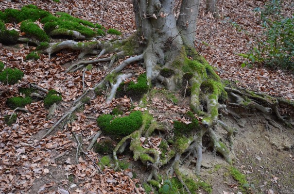 Wurzelwerk am Rotweinwanderweg © entdecker-greise.de