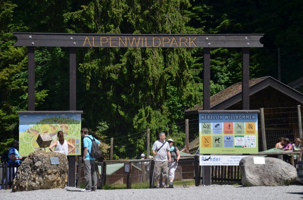  Der-Alpenwildpark-auf-dem-Pfänder-©entdecker-greise.de