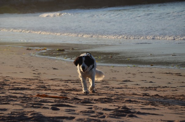 Nicht nur die DFSD Seawas, auch Schottland war wegen des Klimas ideal für meinen Hund! ©entdecker-greise.de