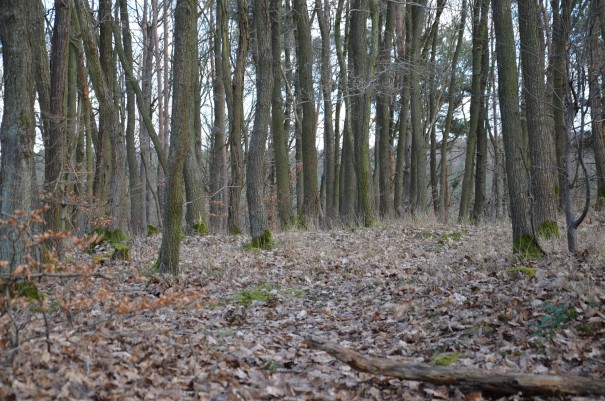 Auch Waldgebiete werden auf dem Ahrsteig durchwandert ©entdecker-greise.de