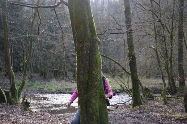 Mit ein wenig Glück kann man sogar eines der sehr seltenen und sehr scheuen kleinen Waldgespenster sehen ;-) ©entdecker-greise.de