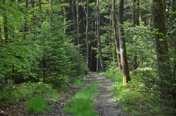  Hier an diesem Ort hätte ich all die Schönheit gerne geteilt #TTwandern auf dem Westerwald Steig ©entdecker-greise.de
