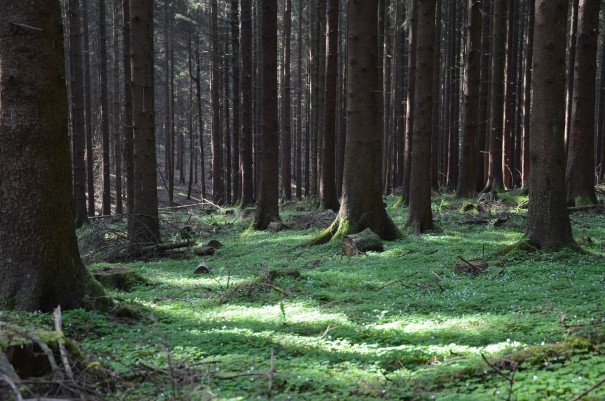Mal ehrlich hier fehlen doch nur noch die kleinen Zwerge und Elfen auf dem Bild ;-) #TTwandern auf dem Westerwald Steig ©entdecker-greise.de
