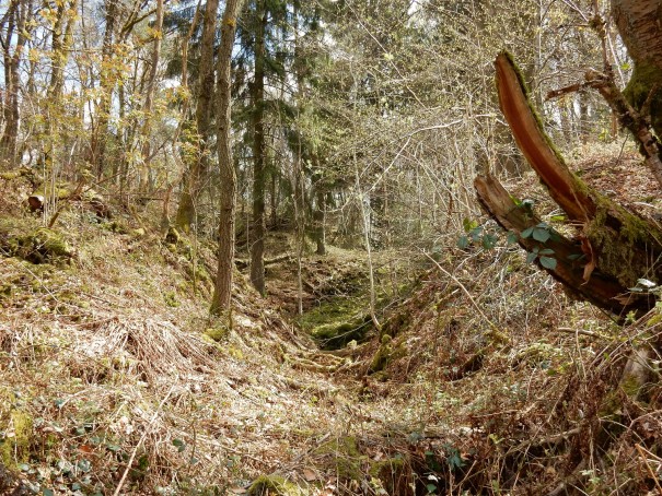 Der Wald ist teilweise so urtümlich und so wunderbar ... ©entdecker-greise.de