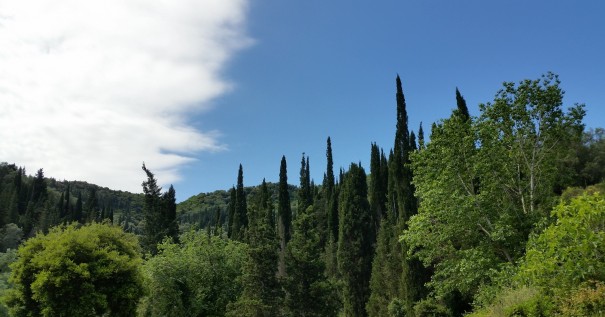 Unzählige Zypressen und Oivenbäume bestimmen das Bild von Korfu. #Corfelios ©entdecker-greise.de