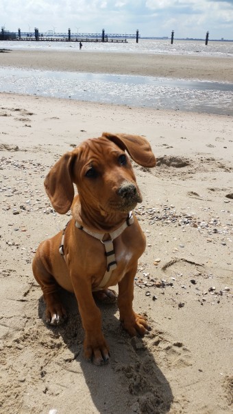 Natürlich wird zuerst auch einmal der Sand probiert ... bäh ... ;-)©www.entdecker-greise.de