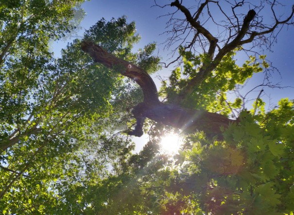 Herrlich hier unter diesem riesigen alten Baum Rast zu machen ©www.entdecker-greise.de #corfelios