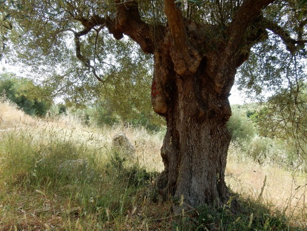 Ich finde die Formen und Auswüchse der Olivenbäume einfach nur wunderschön und zutiefst beeindruckend. ©www.entdecker-greise.de #corfelios