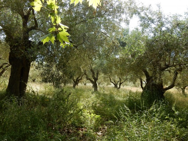Knorrige alte Olivenbäume auf dem Weg zum Geisterschloss auf Sithonia ©www.entdecker-greise.de #corfelios