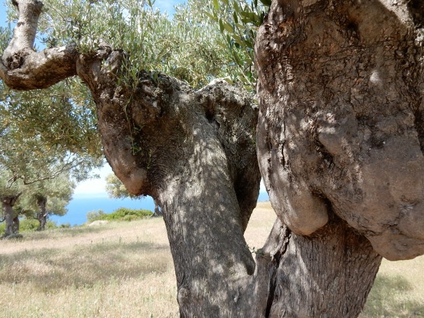 Wie alt ein solch gewaltiger Olivenbaum wohl sein mag ... ©www.entdecker-greise.de #corfelios